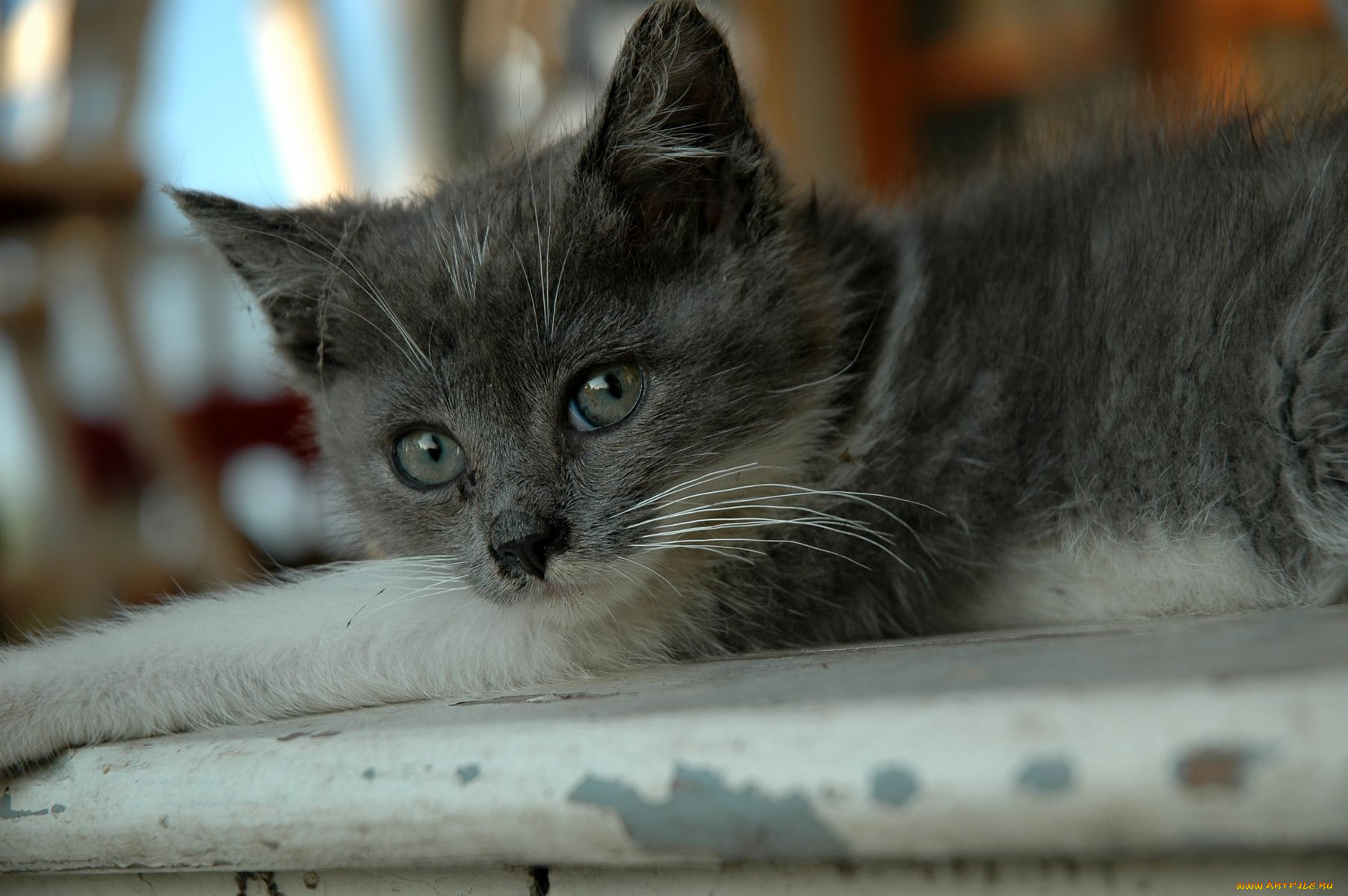, , cat